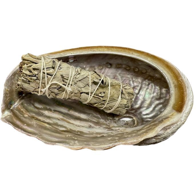 Coquille d'ormeau d'Australie 15-17cm