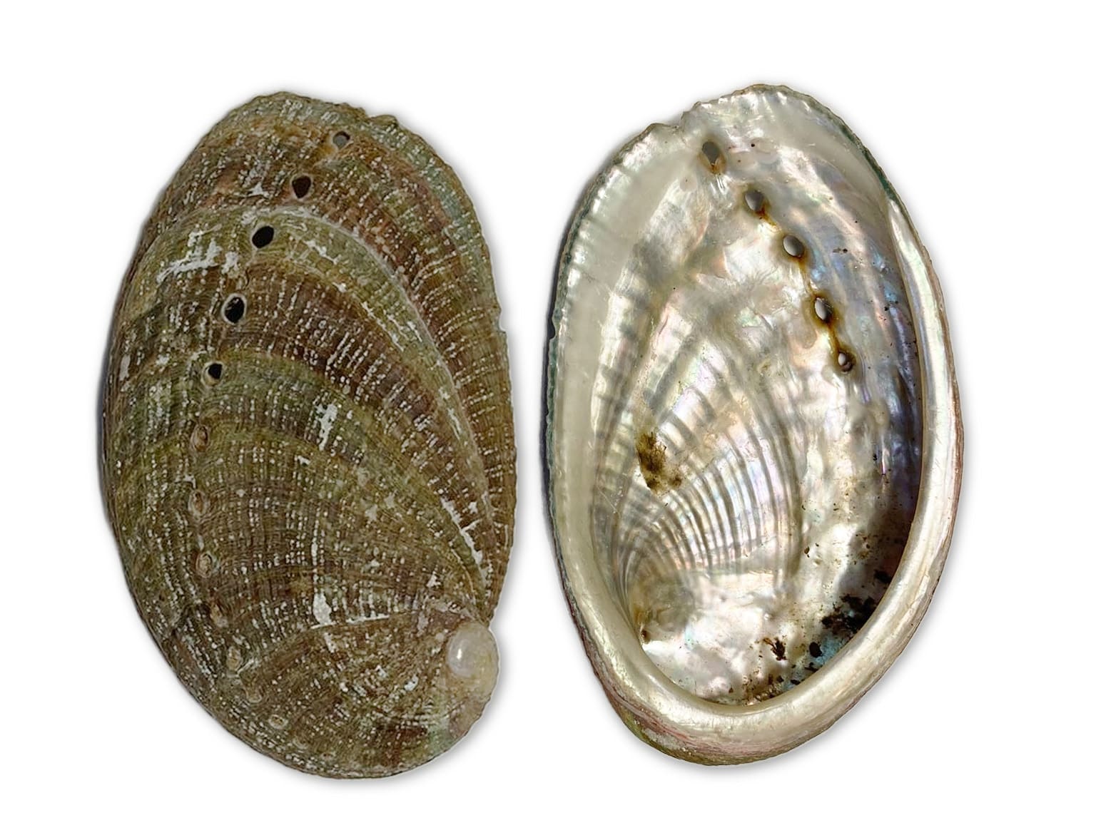 Räucherstäbchenhalter aus Abalone 5x3cm