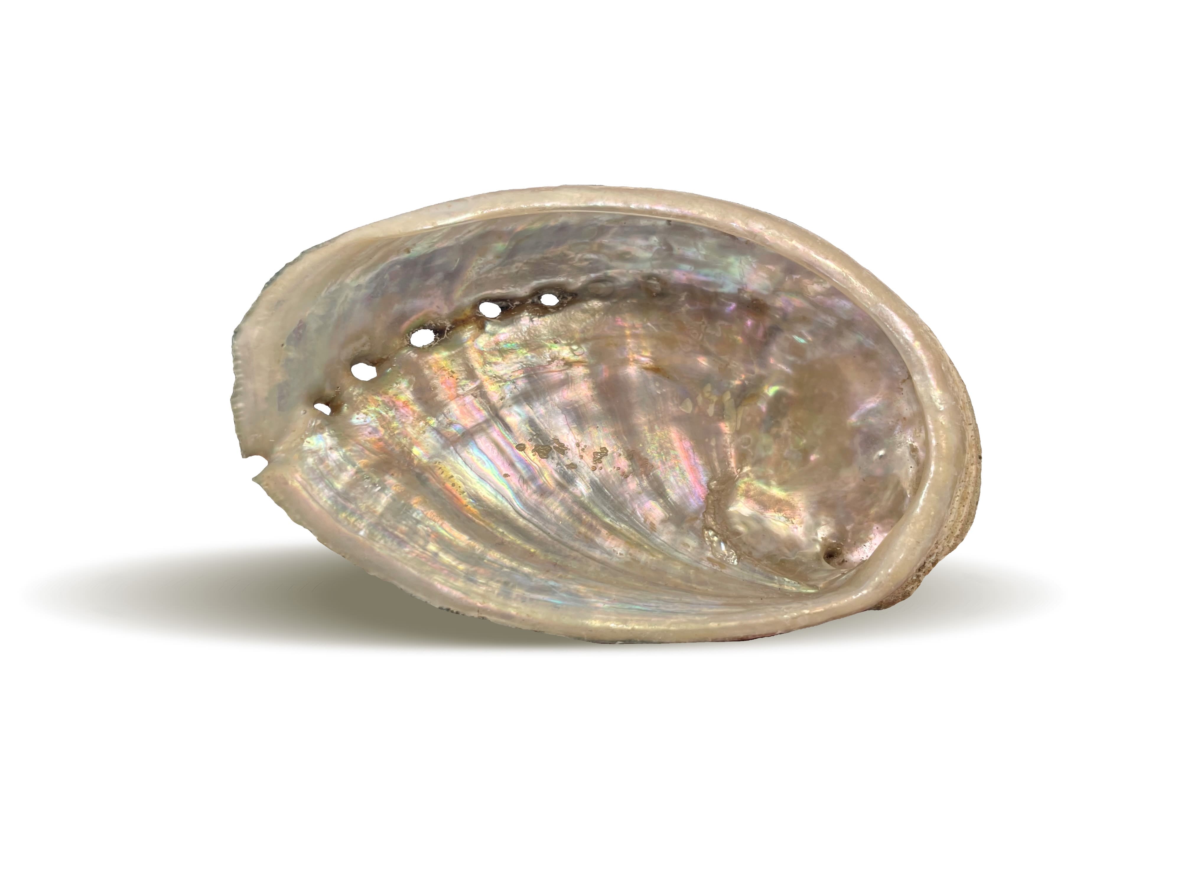 Porte encens coquille d'ormeau 6x9 cm