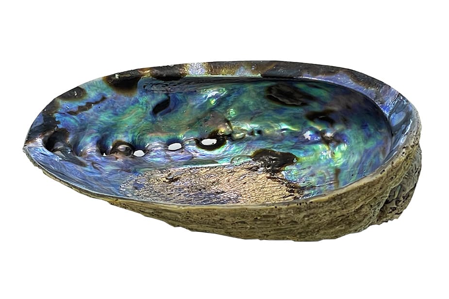 Porte encens coquille d'ormeau 12-14cm