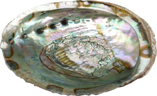 Porte encens coquille d'ormeau 12-14cm