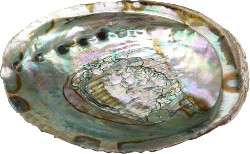 Porte encens coquille d'ormeau 13-15cm