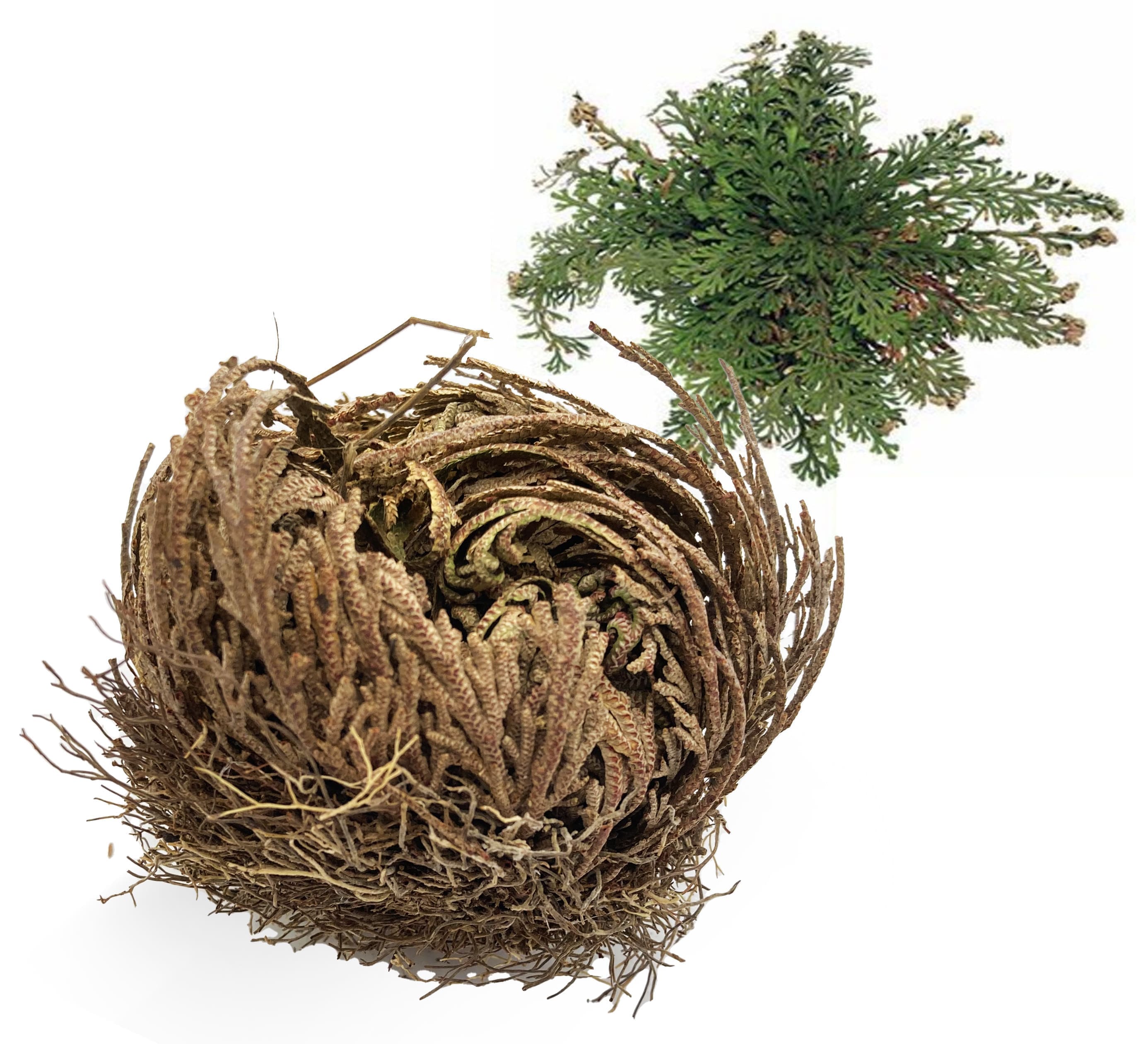 Rose de jericho chez Arabesk