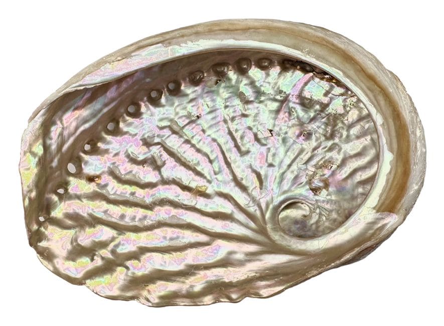Coquille d'ormeau d'Australie 13-15cm chez Arabesk