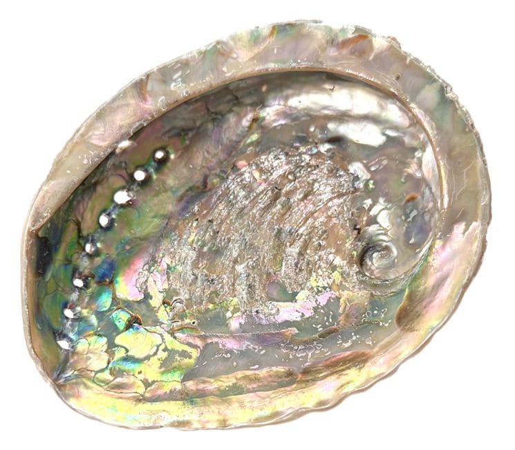 Coquille d'ormeau Sud Afrique 15-16cm chez Arabesk