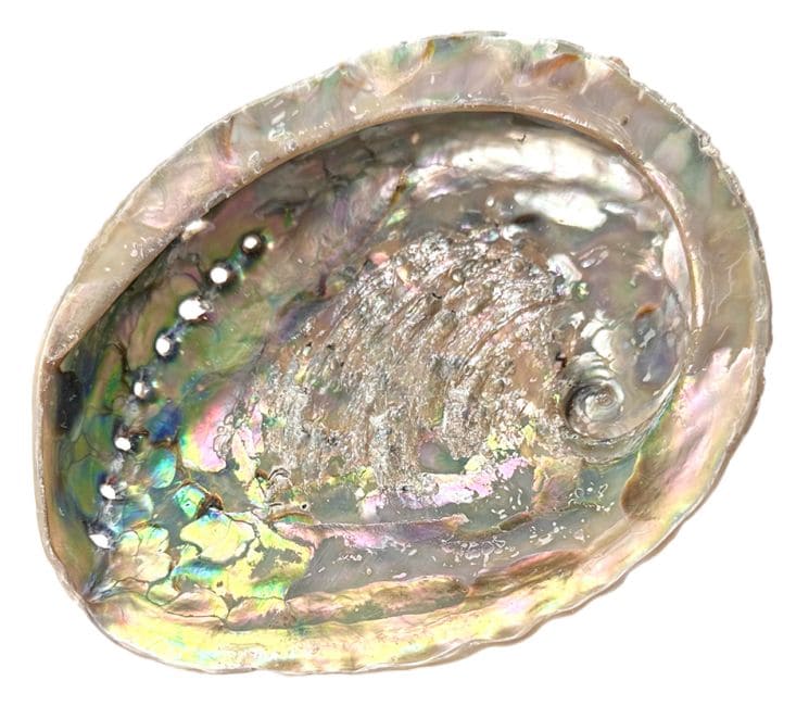 Coquille d'ormeau Sud Afrique 15-16cm