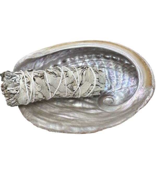 Coquille d'ormeau d'Australie 13-15cm