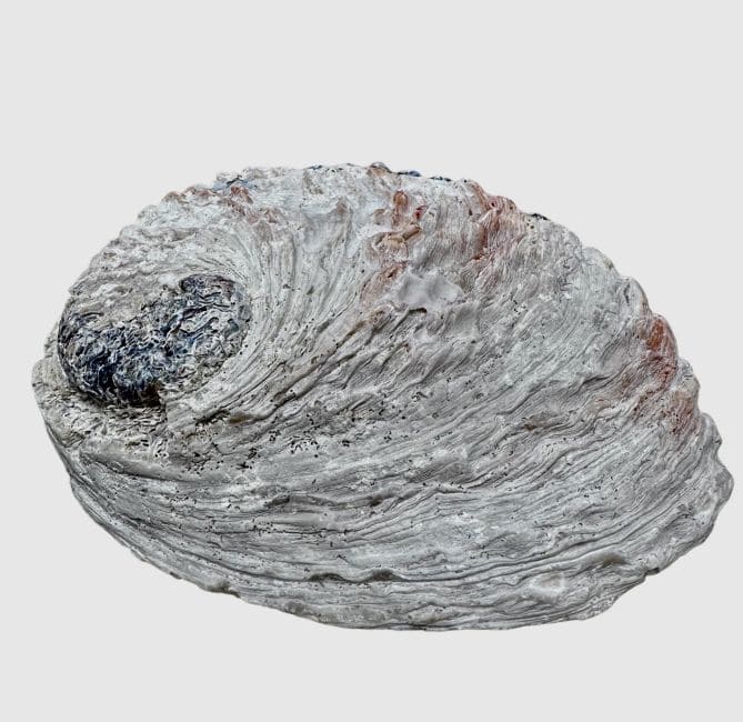 Coquille d'ormeau Sud Afrique 15-16cm chez Arabesk|fr
