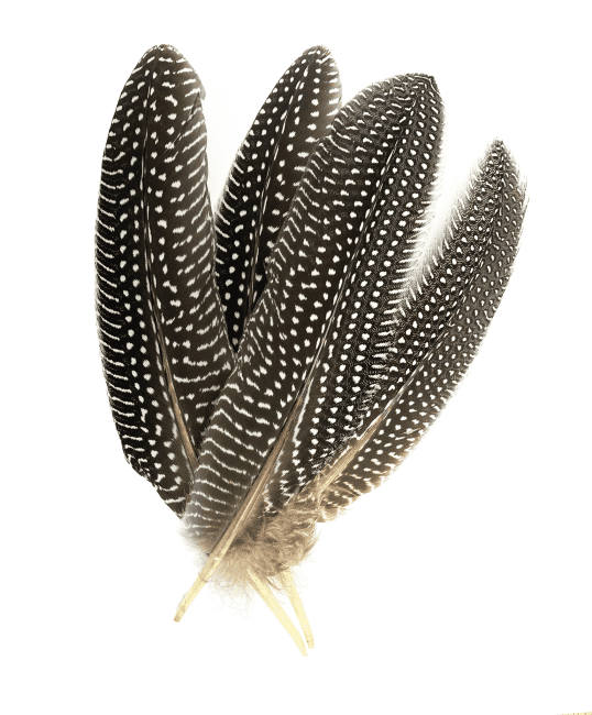 Plumes Petit Pois x10  15-20cm chez Arabesk