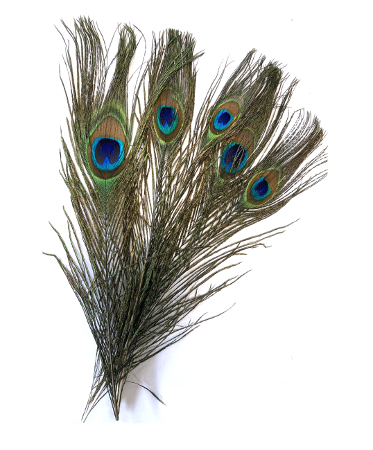 10 Plumes de paon  25-30cm