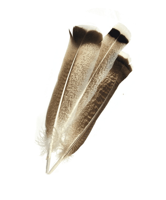 10 Plumes tachetées  25-30cm