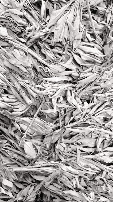 Sauge Blanche Californie Qualité Superieur 1KG chez Arabesk|fr