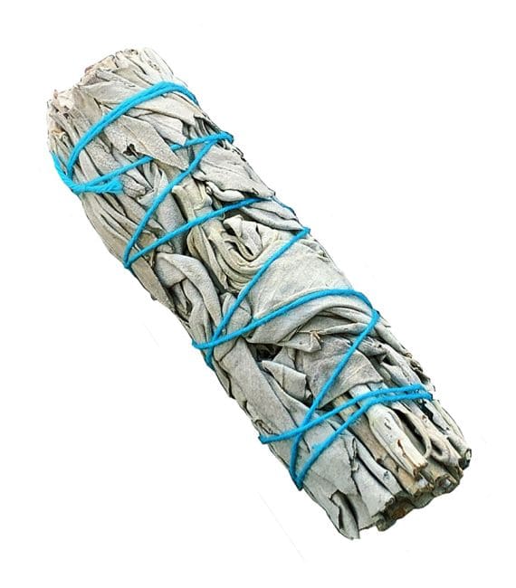 Sauge blanche Californie fagot 19-25g 10cm chez Arabesk