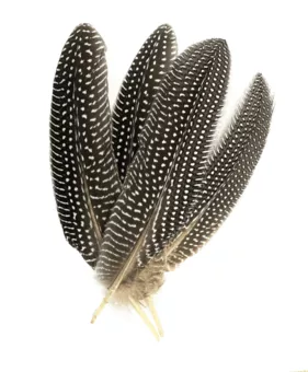 Plumes Petit Pois x10  15-20cm