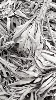 Sauge Blanche Californie Qualité Superieur 1KG