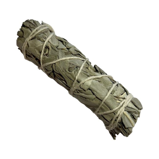 Sauge blanche Californie fagot 19-25g 10cm chez Arabesk|fr